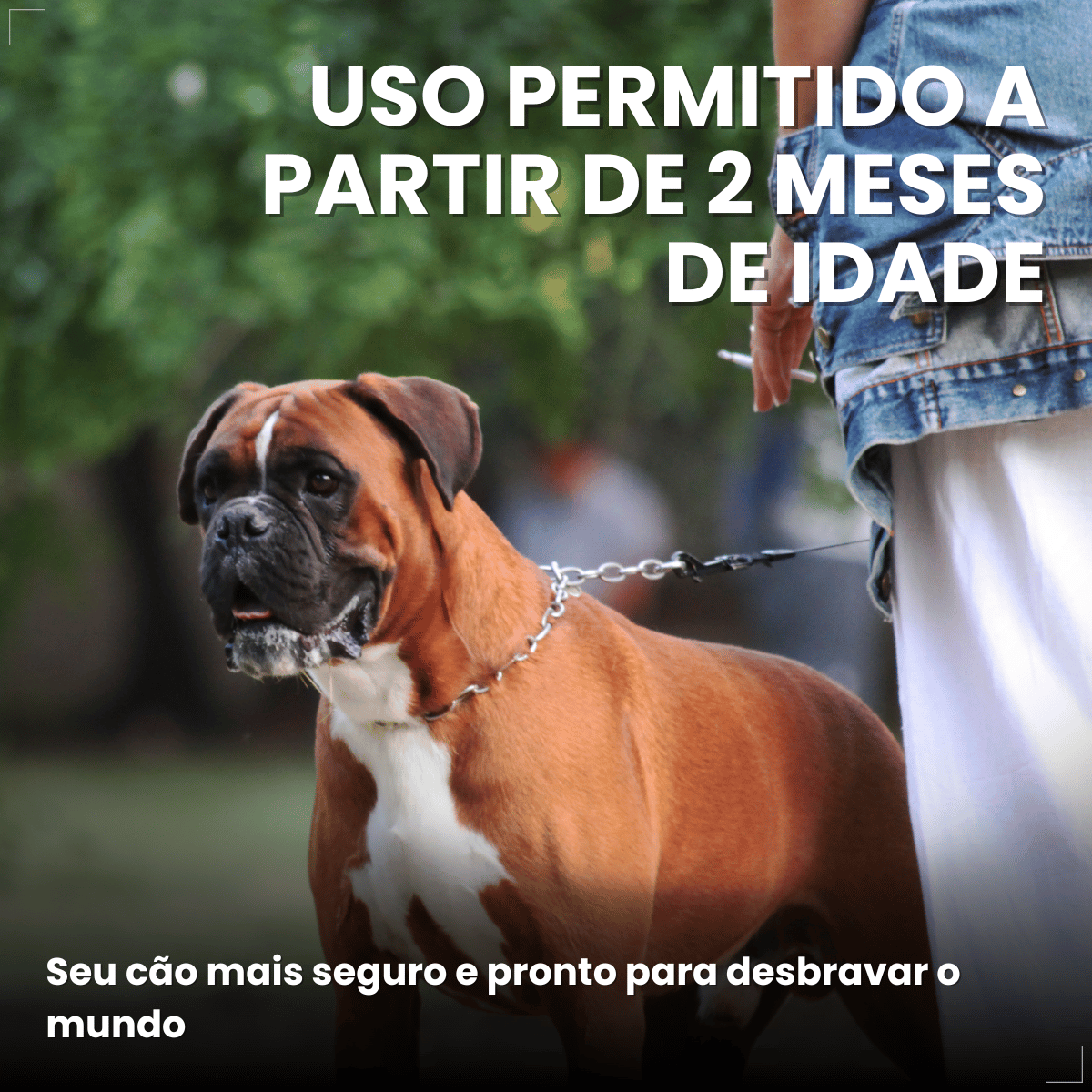 Antipulgas Bravecto Transdermal Cães 20 a 40 kg 1000 mg