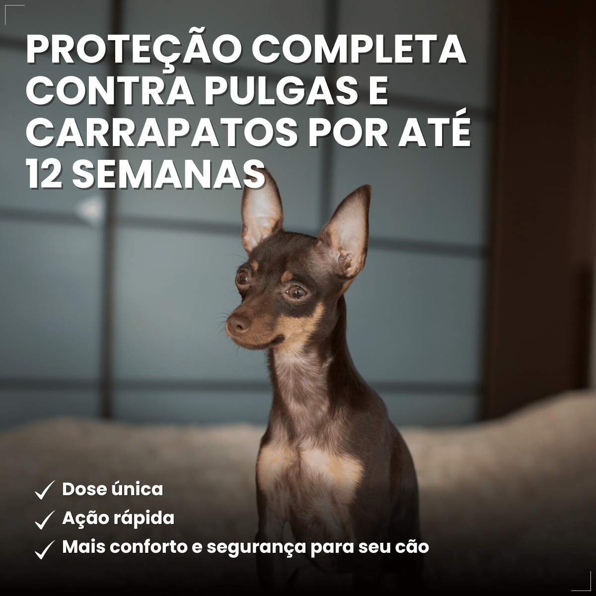 Antipulgas Bravecto Transdermal Cães 2 a 4,5 kg 112,5 mg