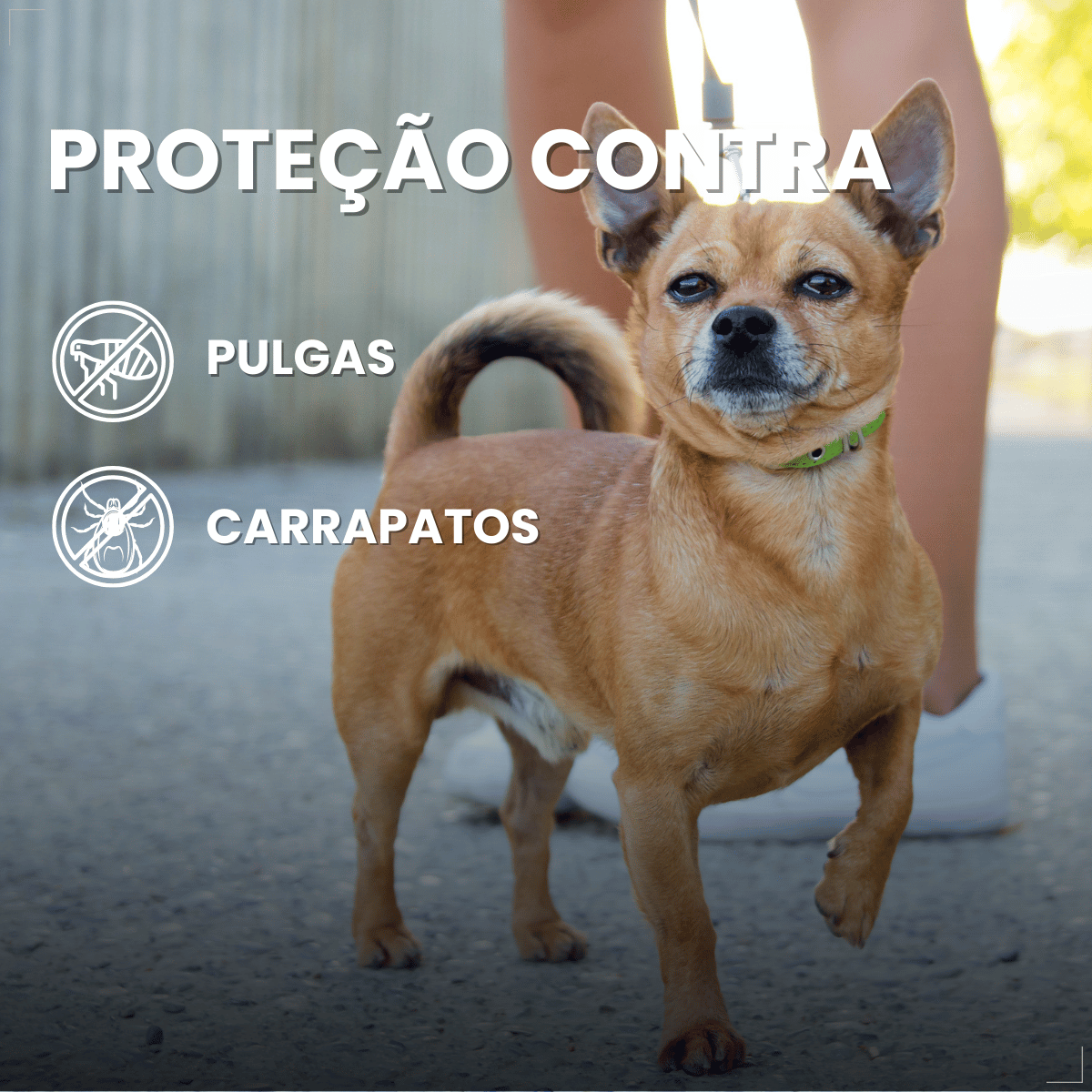 Antipulgas Bravecto Transdermal Cães 2 a 4,5 kg 112,5 mg