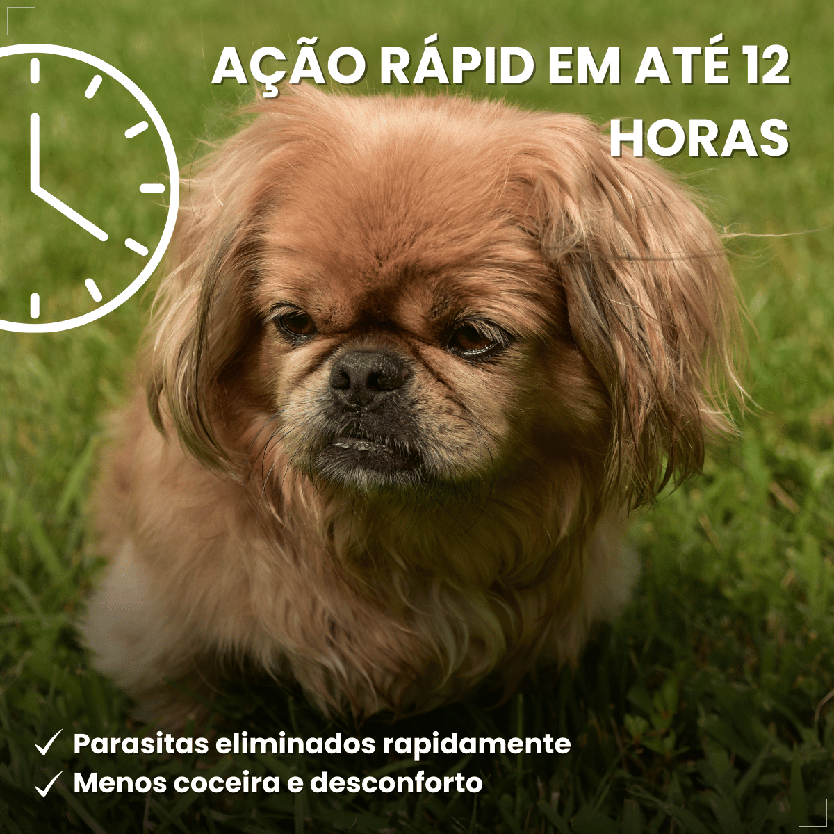 Antipulgas Bravecto Transdermal Cães 2 a 4,5 kg 112,5 mg