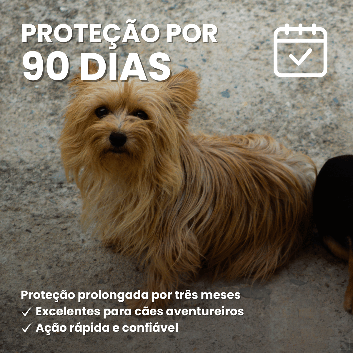 Antipulgas Bravecto Transdermal Cães 2 a 4,5 kg 112,5 mg