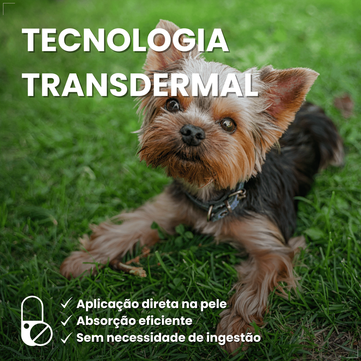 Antipulgas Bravecto Transdermal Cães 2 a 4,5 kg 112,5 mg