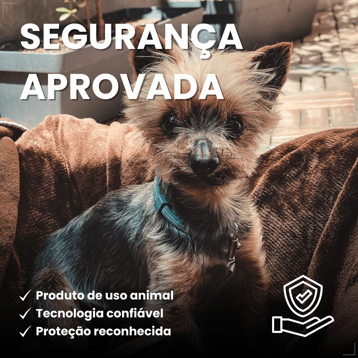 Antipulgas Bravecto Transdermal Cães 2 a 4,5 kg 112,5 mg