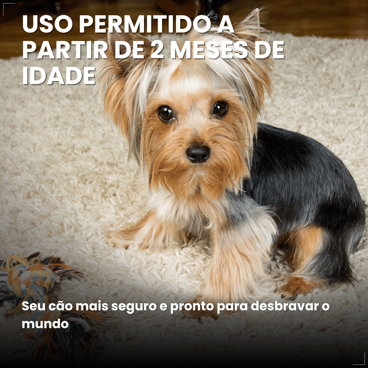 Antipulgas Bravecto Transdermal Cães 2 a 4,5 kg 112,5 mg