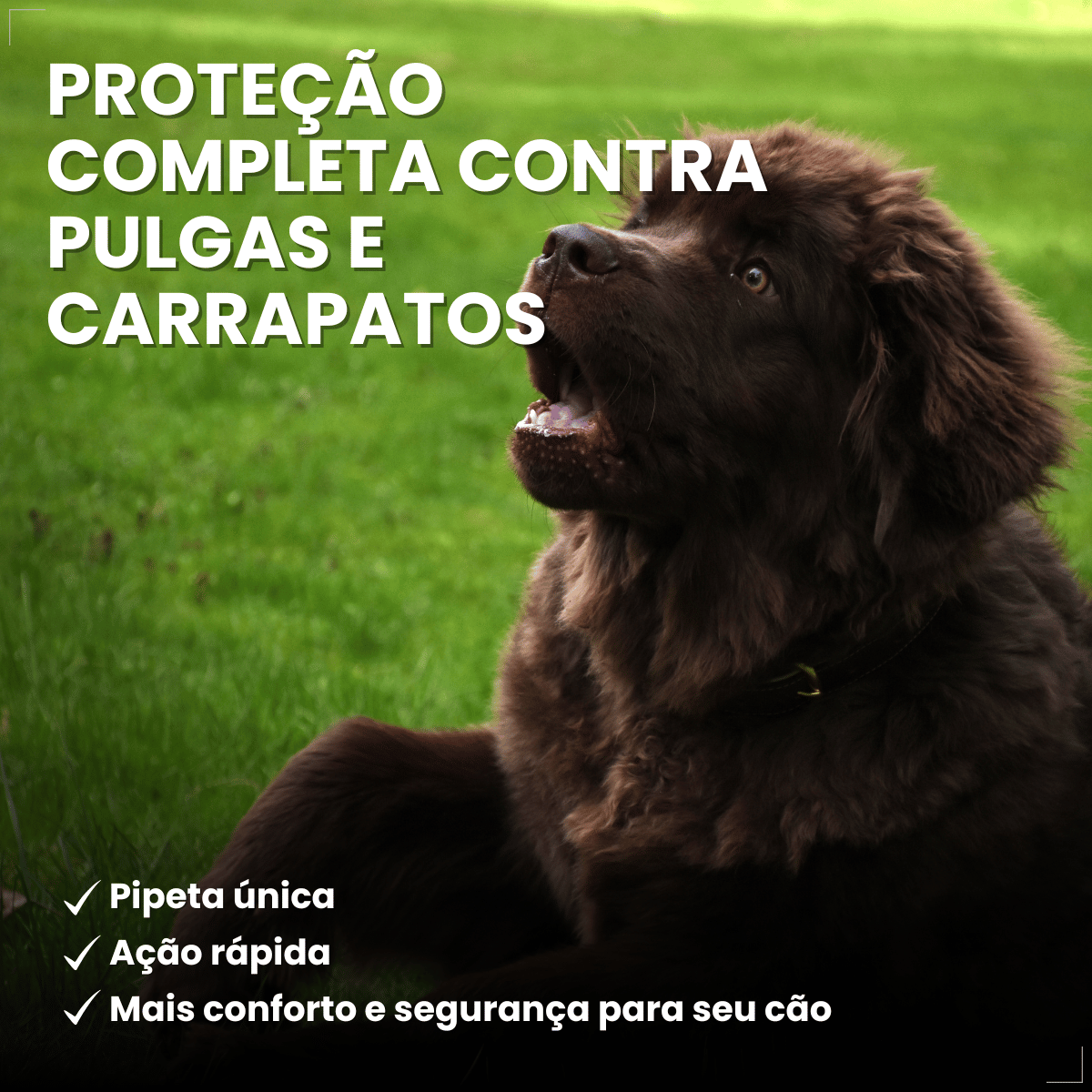 Antipulgas Bravecto Transdermal Cães 40 a 56 kg 1400 mg