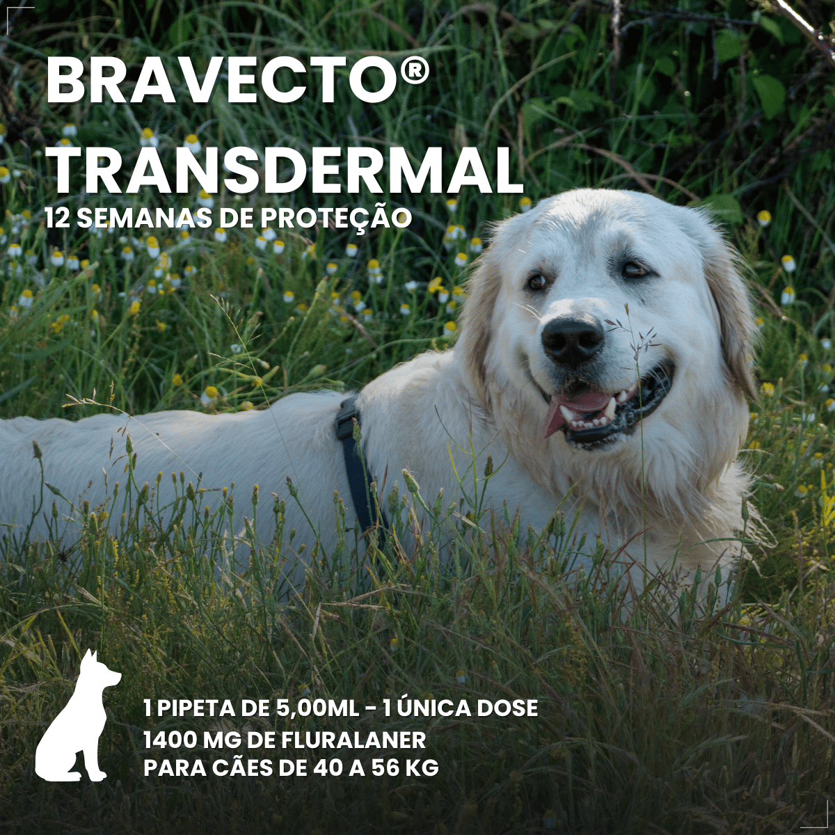 Antipulgas Bravecto Transdermal Cães 40 a 56 kg 1400 mg