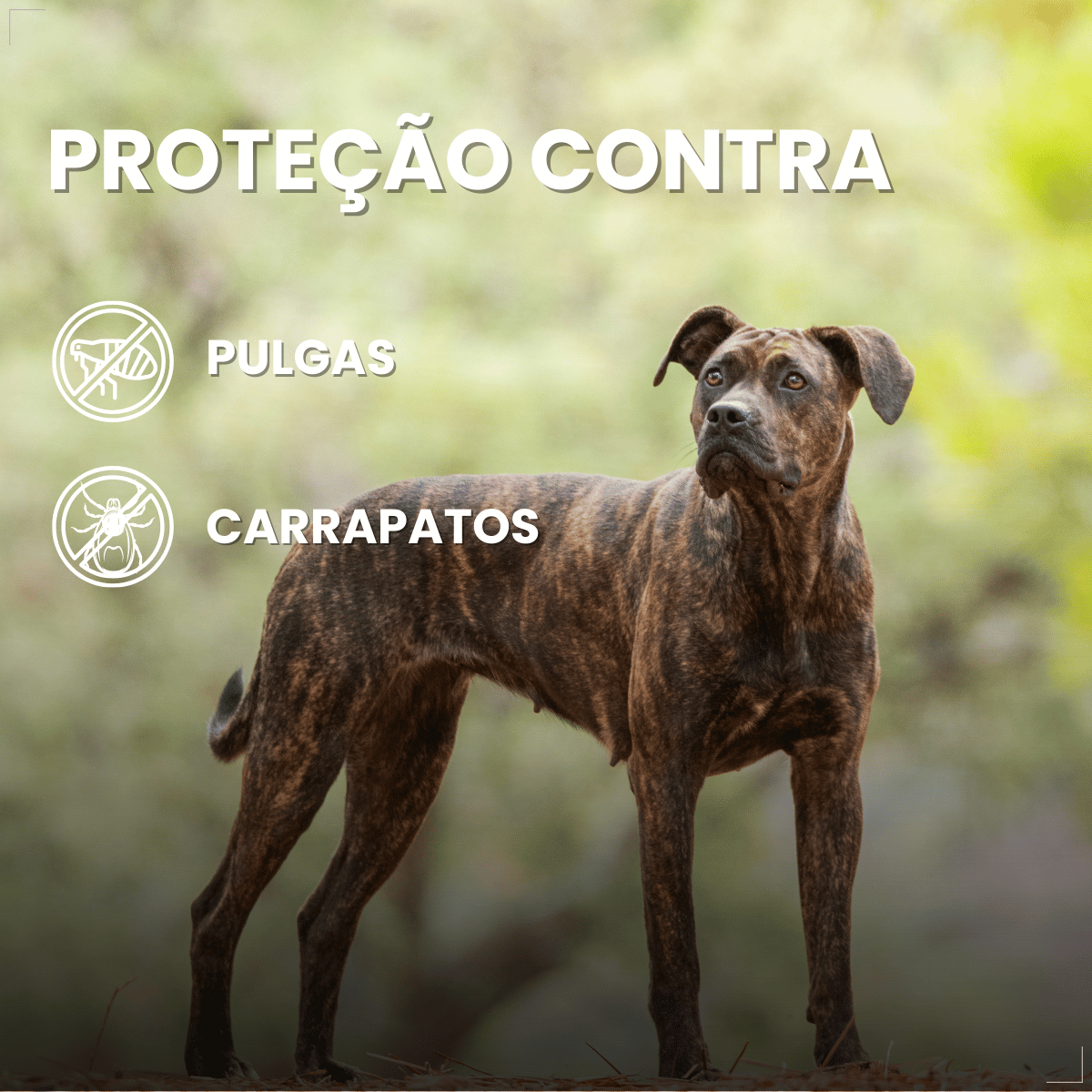 Antipulgas Bravecto Transdermal Cães 40 a 56 kg 1400 mg