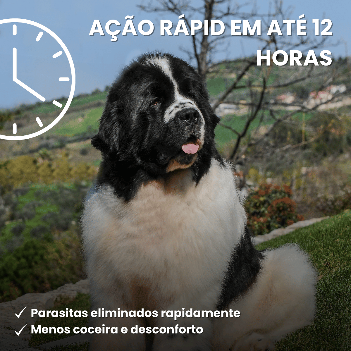 Antipulgas Bravecto Transdermal Cães 40 a 56 kg 1400 mg