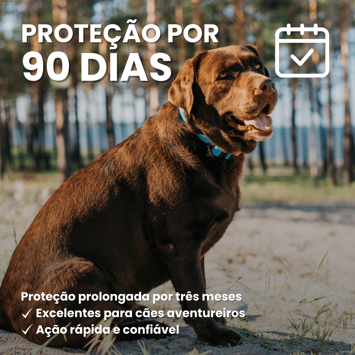 Antipulgas Bravecto Transdermal Cães 40 a 56 kg 1400 mg
