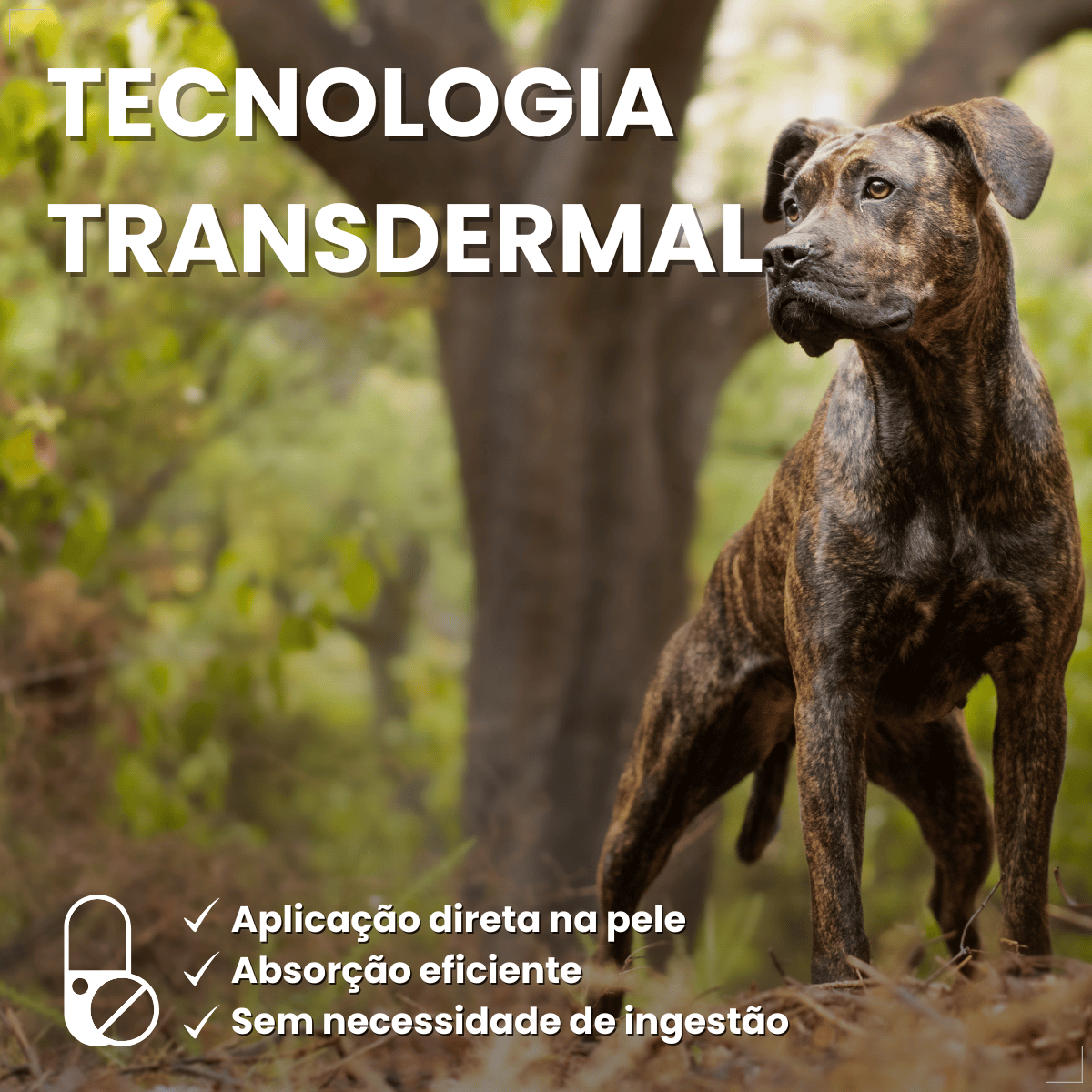 Antipulgas Bravecto Transdermal Cães 40 a 56 kg 1400 mg