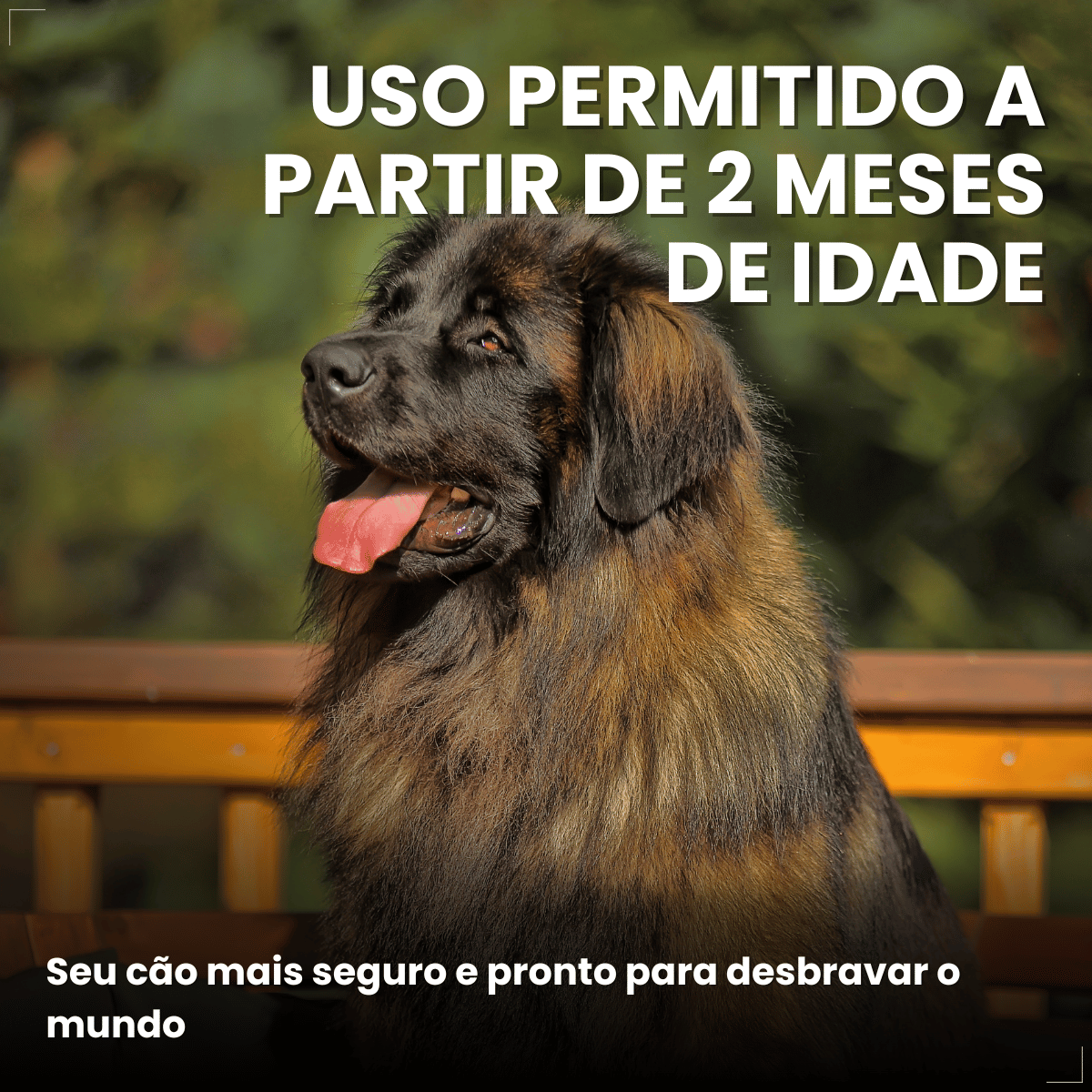 Antipulgas Bravecto Transdermal Cães 40 a 56 kg 1400 mg