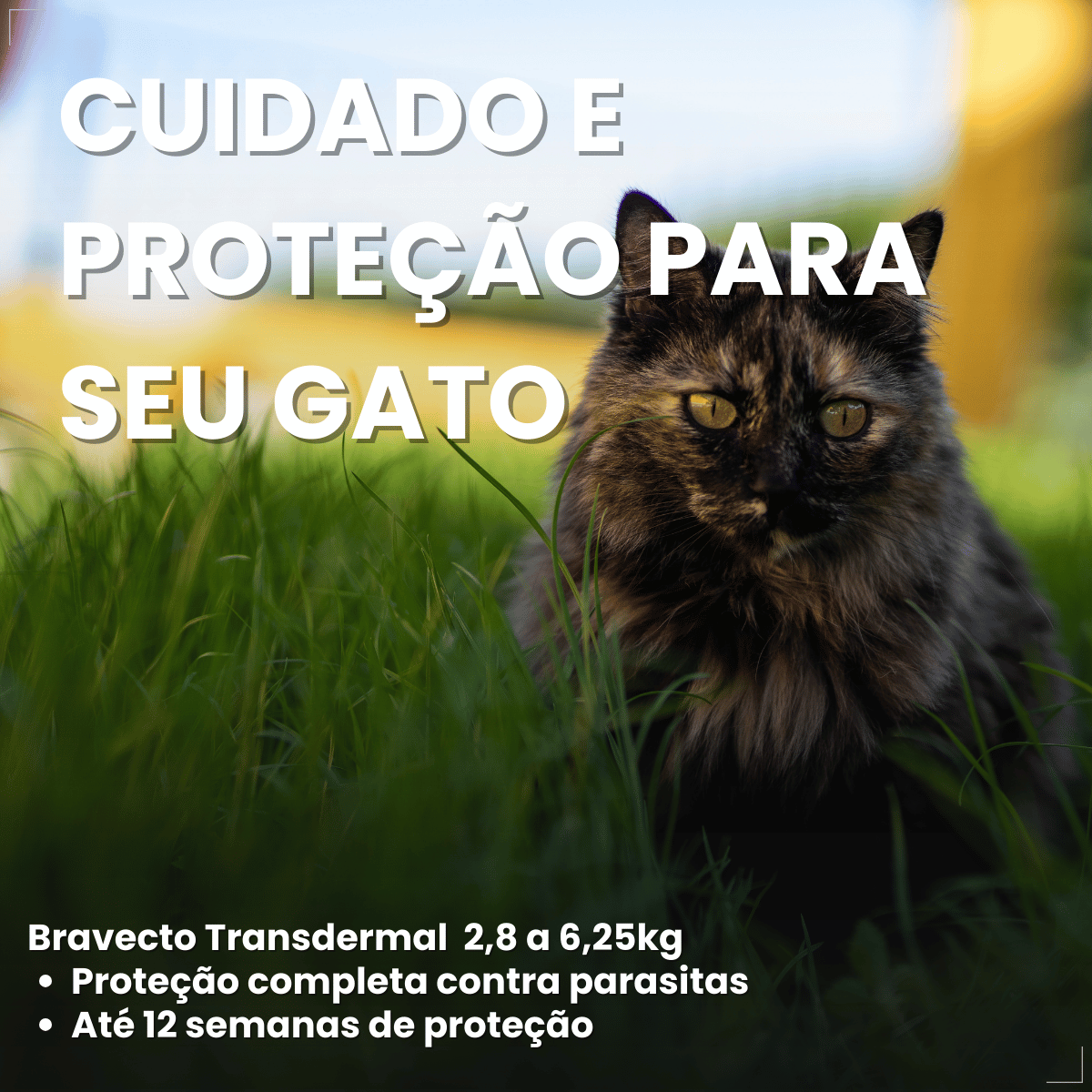 Antipulgas Bravecto Transdermal Gatos 2,8 a 6,25 kg 250 mg