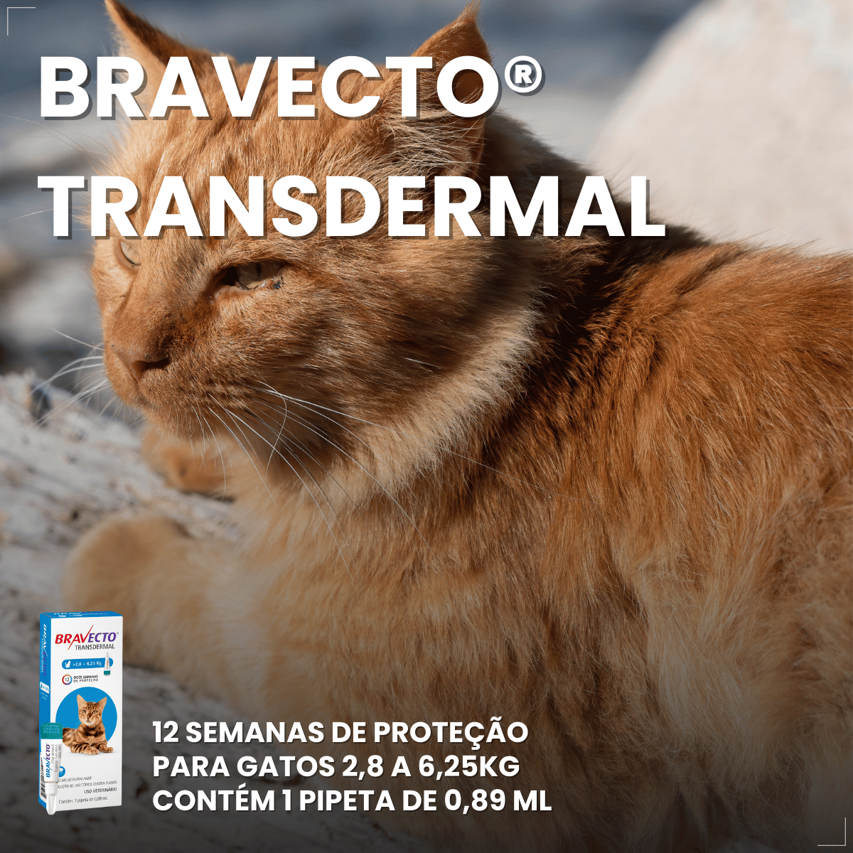 Antipulgas Bravecto Transdermal Gatos 2,8 a 6,25 kg 250 mg