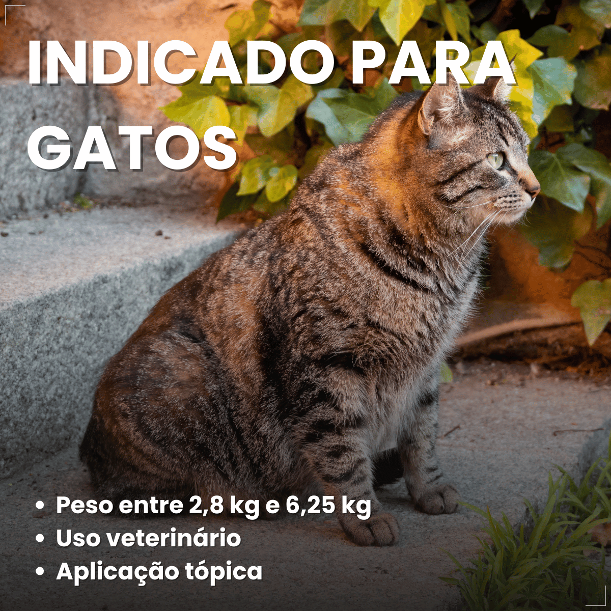 Antipulgas Bravecto Transdermal Gatos 2,8 a 6,25 kg 250 mg