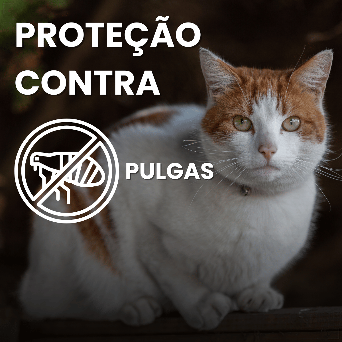 Antipulgas Bravecto Transdermal Gatos 2,8 a 6,25 kg 250 mg