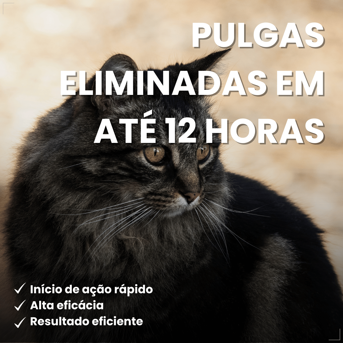 Antipulgas Bravecto Transdermal Gatos 2,8 a 6,25 kg 250 mg