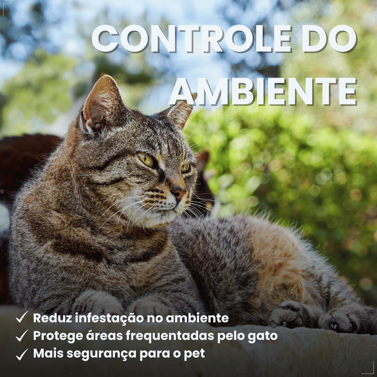 Antipulgas Bravecto Transdermal Gatos 2,8 a 6,25 kg 250 mg