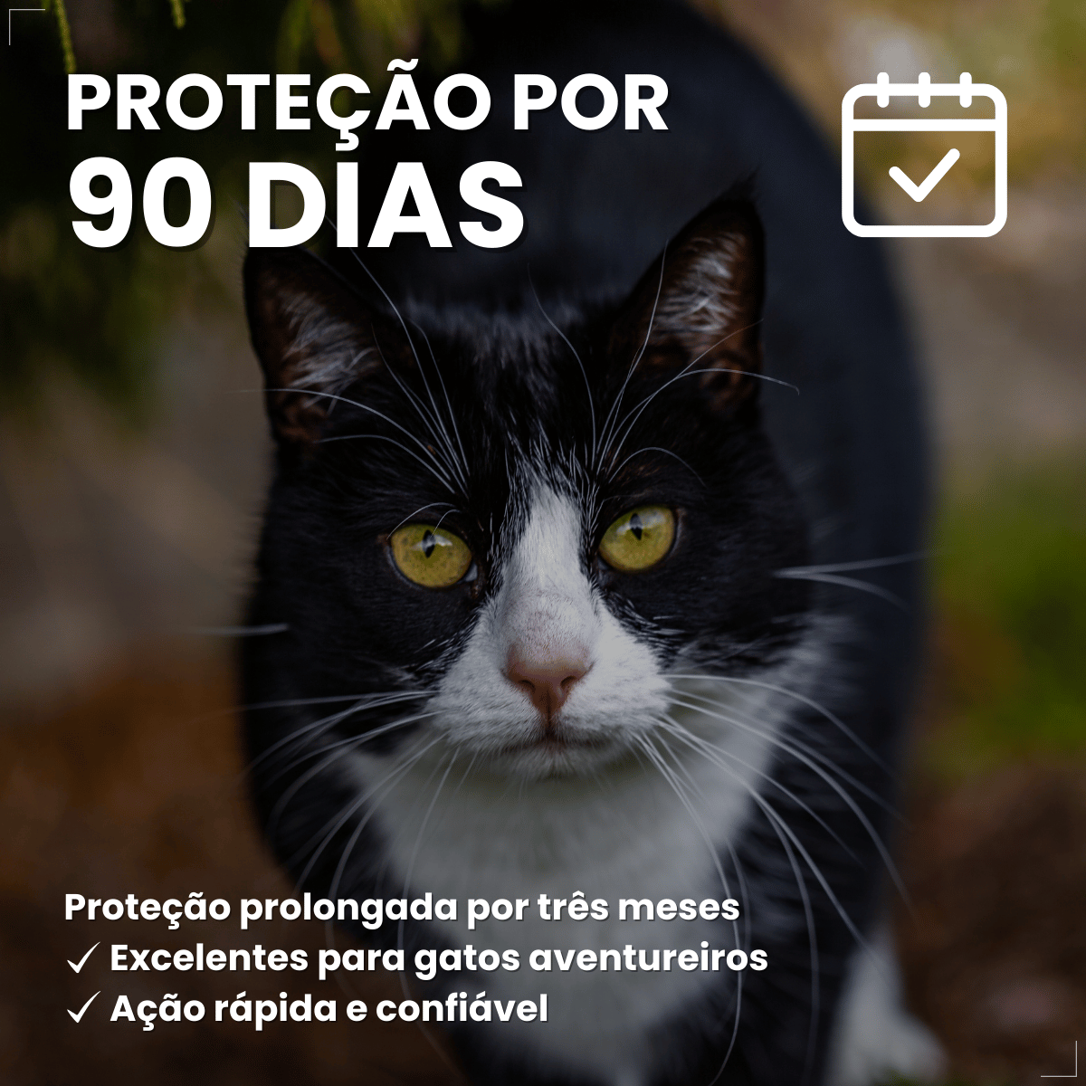Antipulgas Bravecto Transdermal Gatos 2,8 a 6,25 kg 250 mg