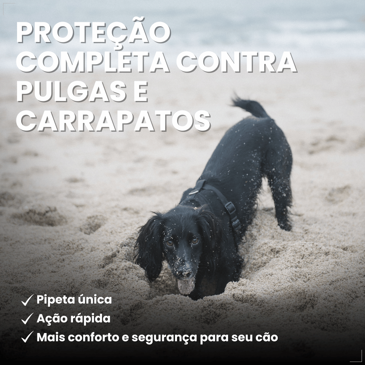 Antipulgas Bravecto Transdermal Cães 10 a 20 kg 500 mg