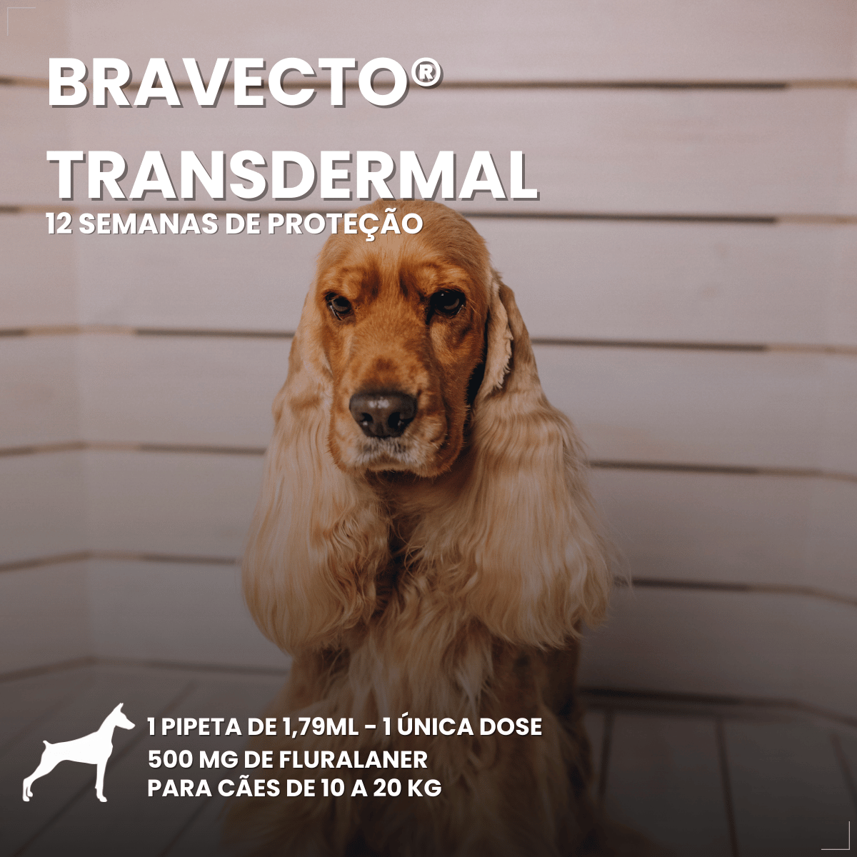 Antipulgas Bravecto Transdermal Cães 10 a 20 kg 500 mg
