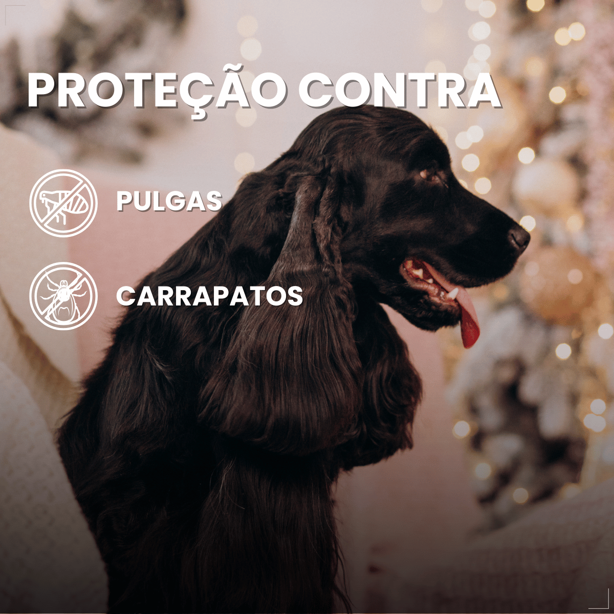 Antipulgas Bravecto Transdermal Cães 10 a 20 kg 500 mg
