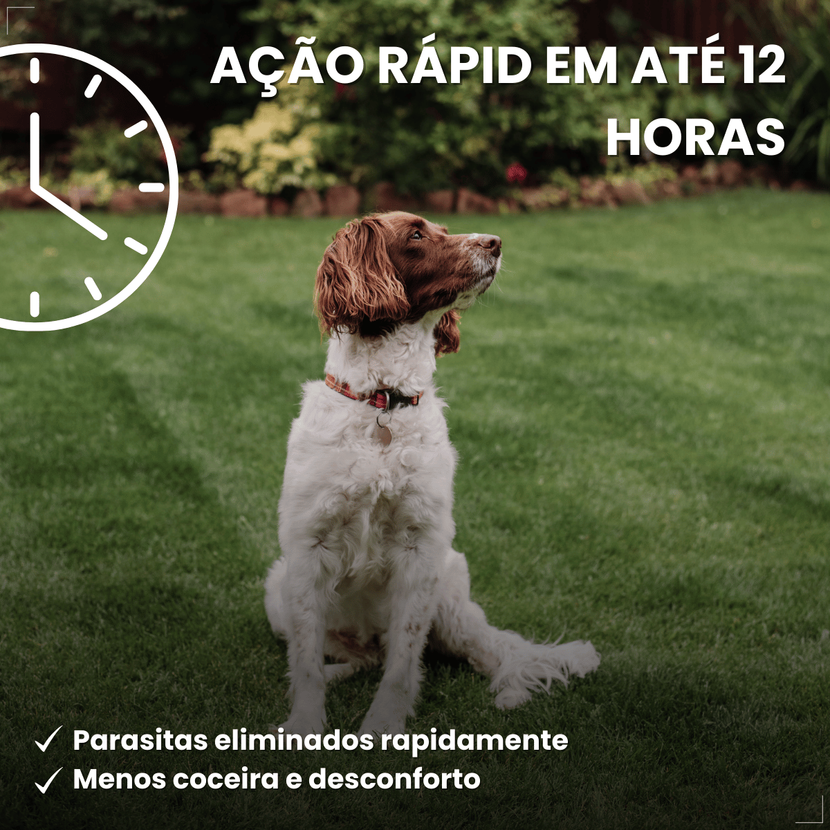 Antipulgas Bravecto Transdermal Cães 10 a 20 kg 500 mg