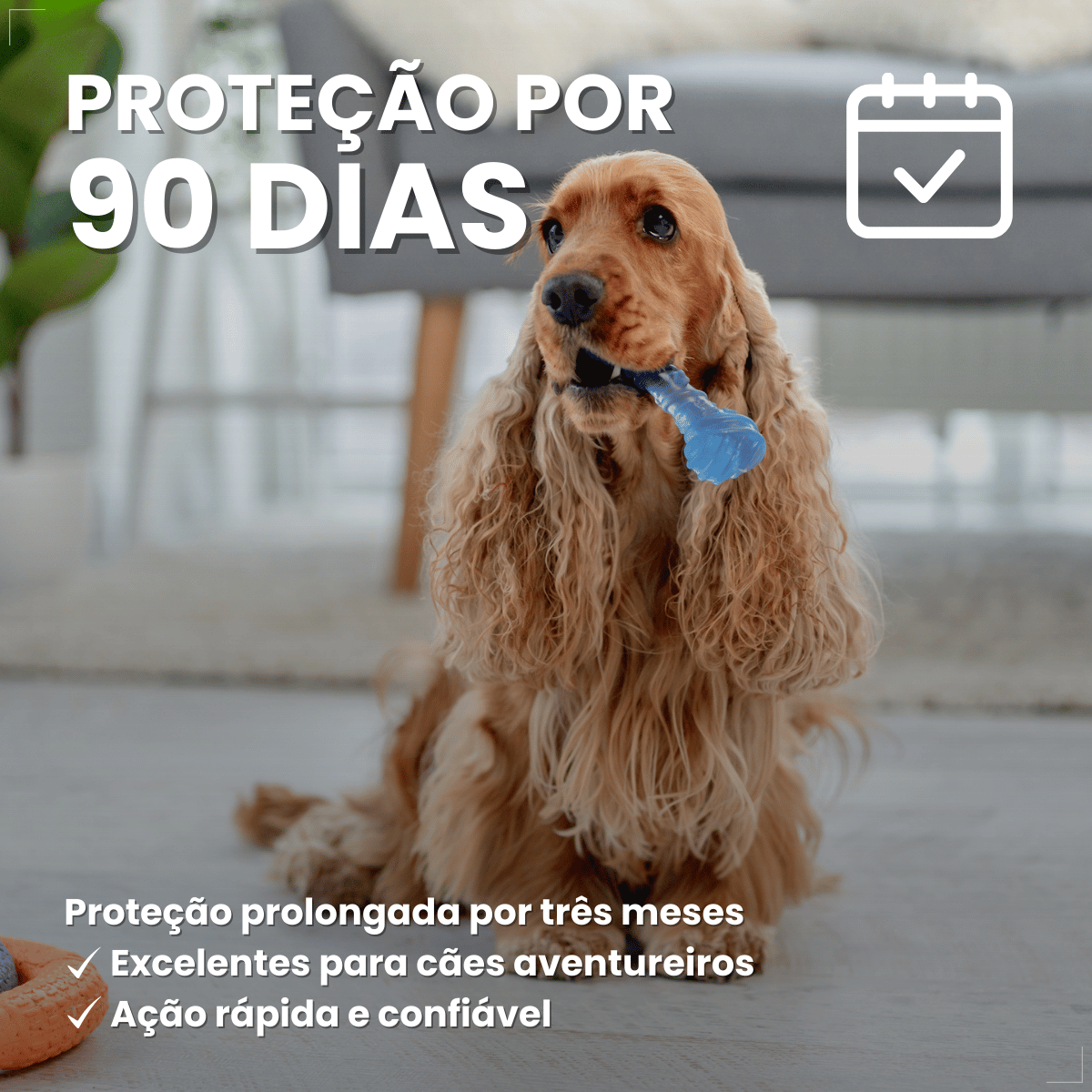 Antipulgas Bravecto Transdermal Cães 10 a 20 kg 500 mg