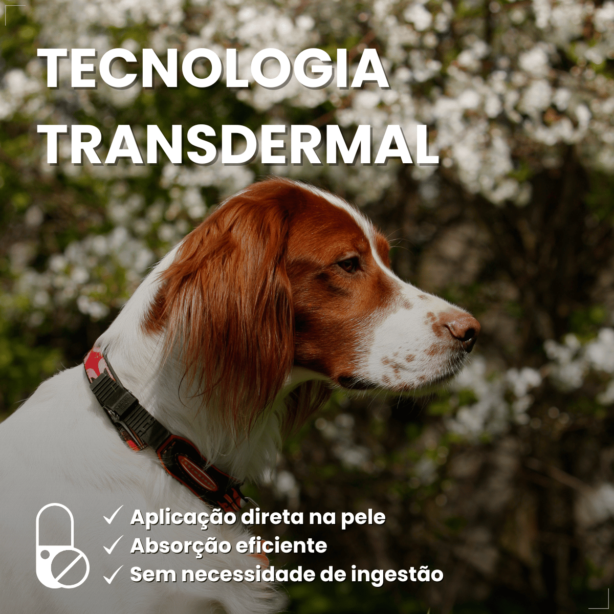 Antipulgas Bravecto Transdermal Cães 10 a 20 kg 500 mg