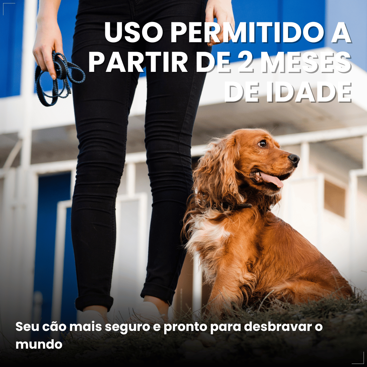 Antipulgas Bravecto Transdermal Cães 10 a 20 kg 500 mg