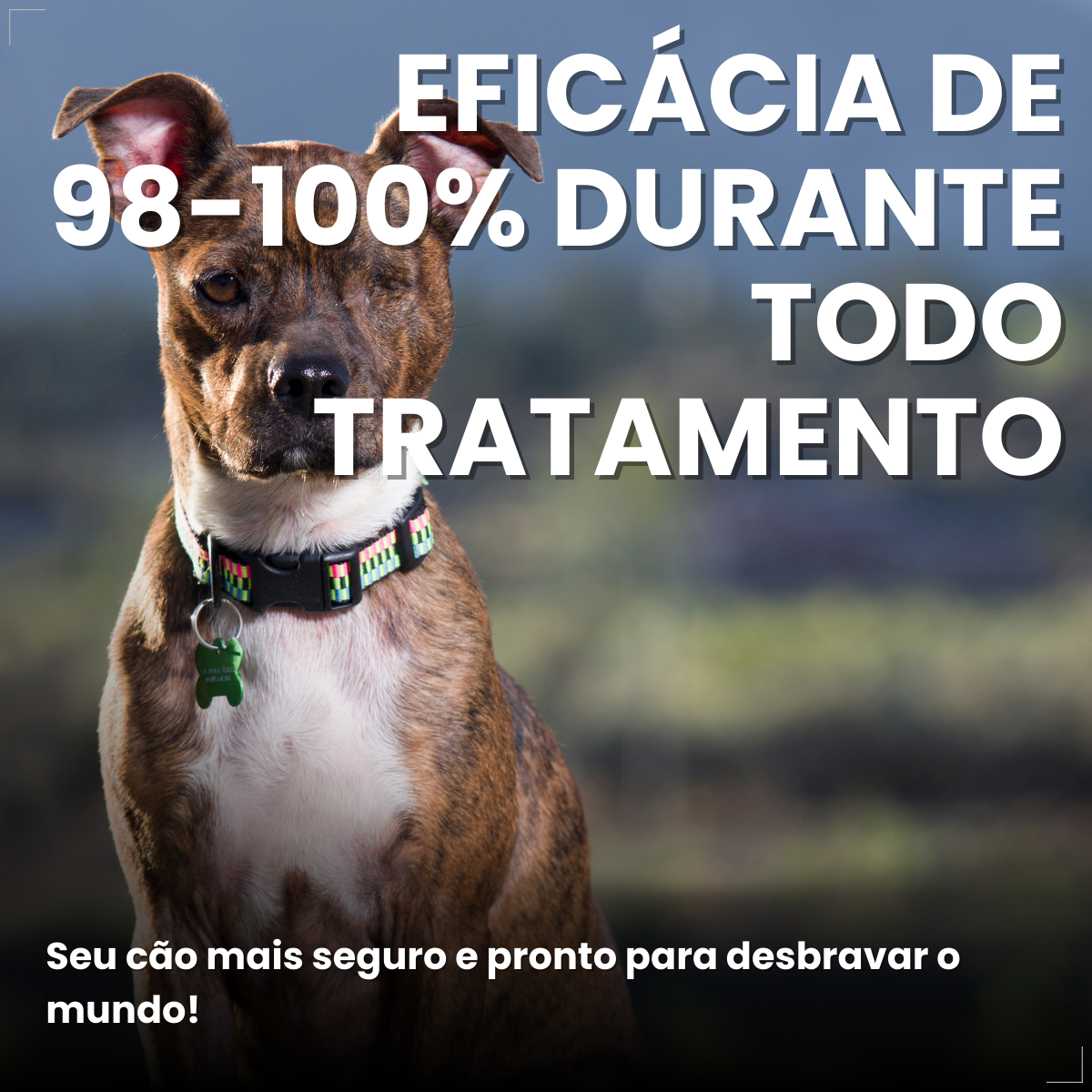 Bravecto Carrapatos Antipulgas Cães De 10 A 20 Kg Msd 500mg