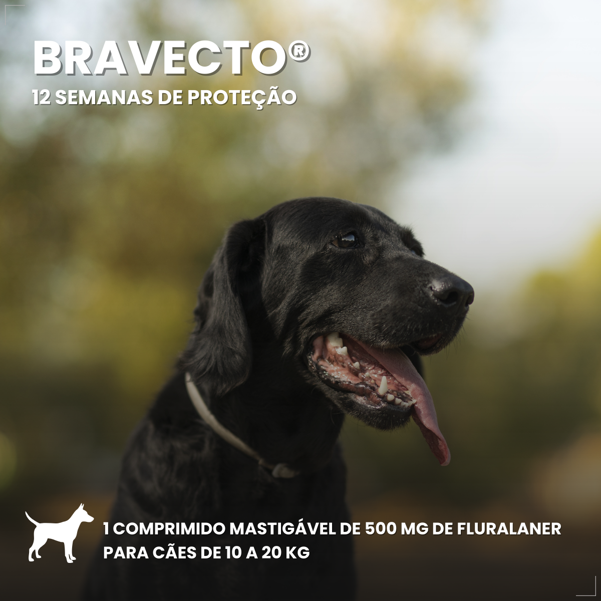 Bravecto Carrapatos Antipulgas Cães De 10 A 20 Kg Msd 500mg