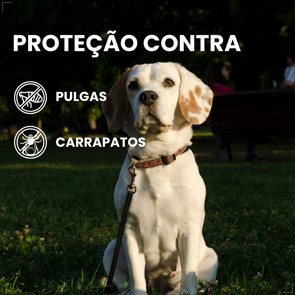 Bravecto Carrapatos Antipulgas Cães De 10 A 20 Kg Msd 500mg
