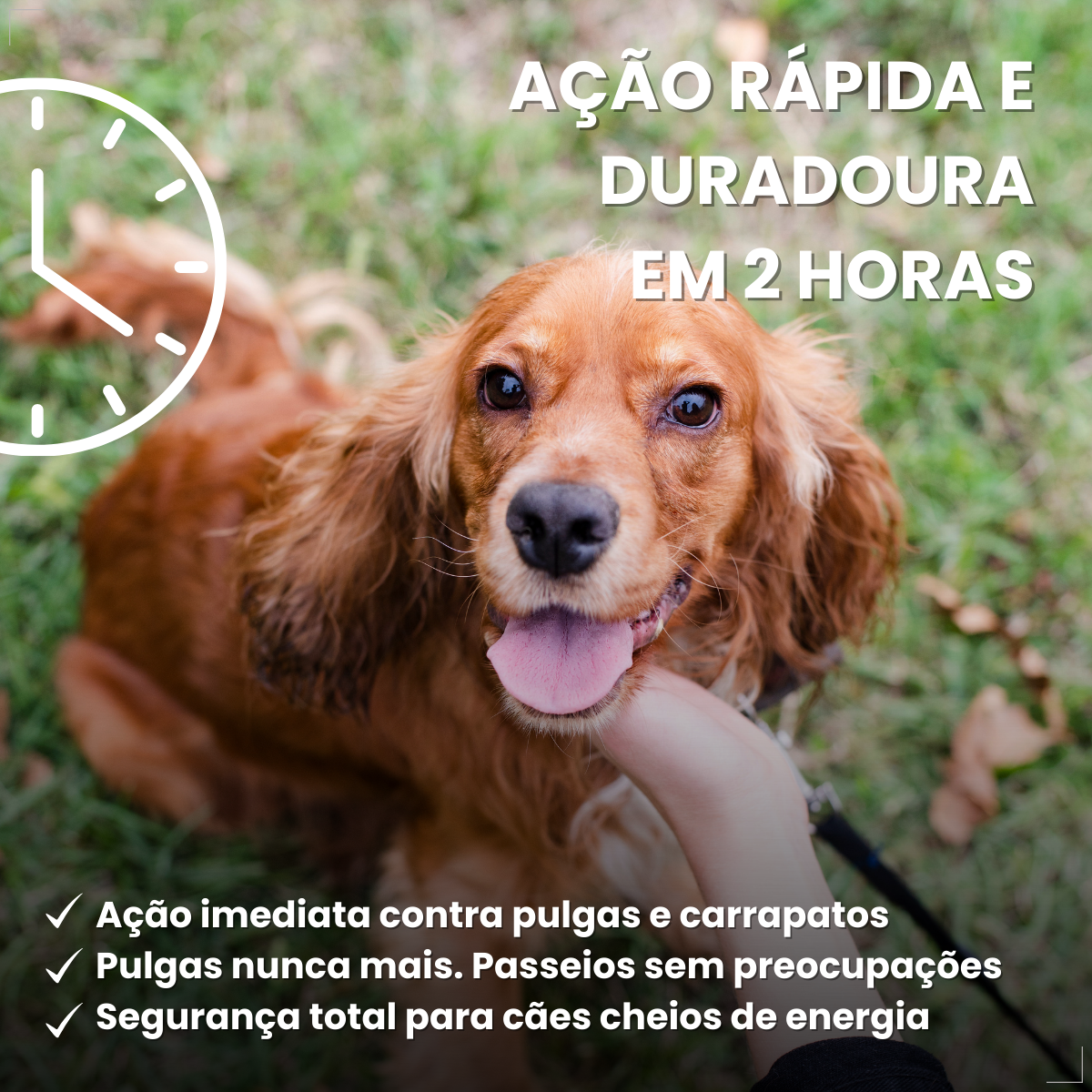 Bravecto Carrapatos Antipulgas Cães De 10 A 20 Kg Msd 500mg