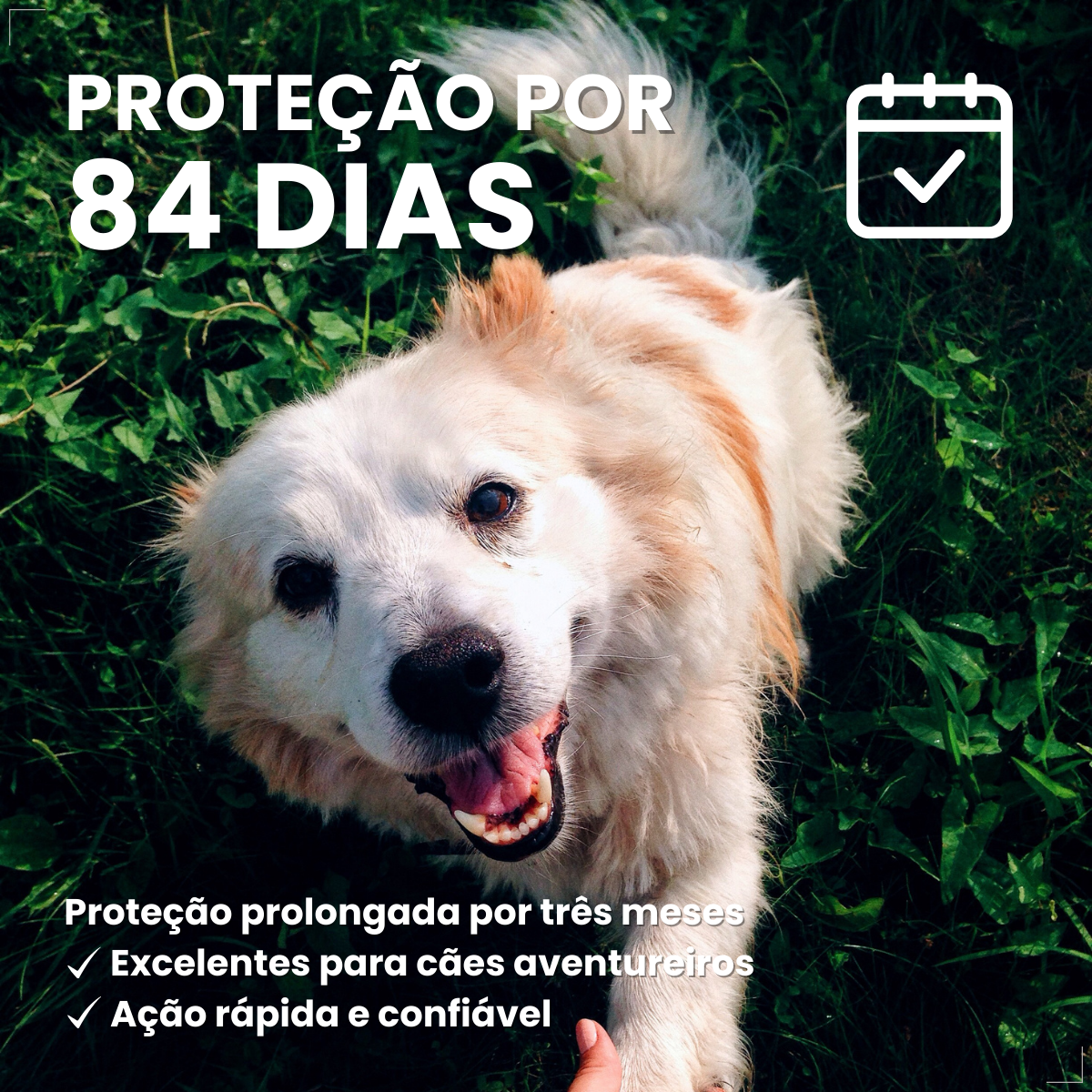 Bravecto Carrapatos Antipulgas Cães De 10 A 20 Kg Msd 500mg