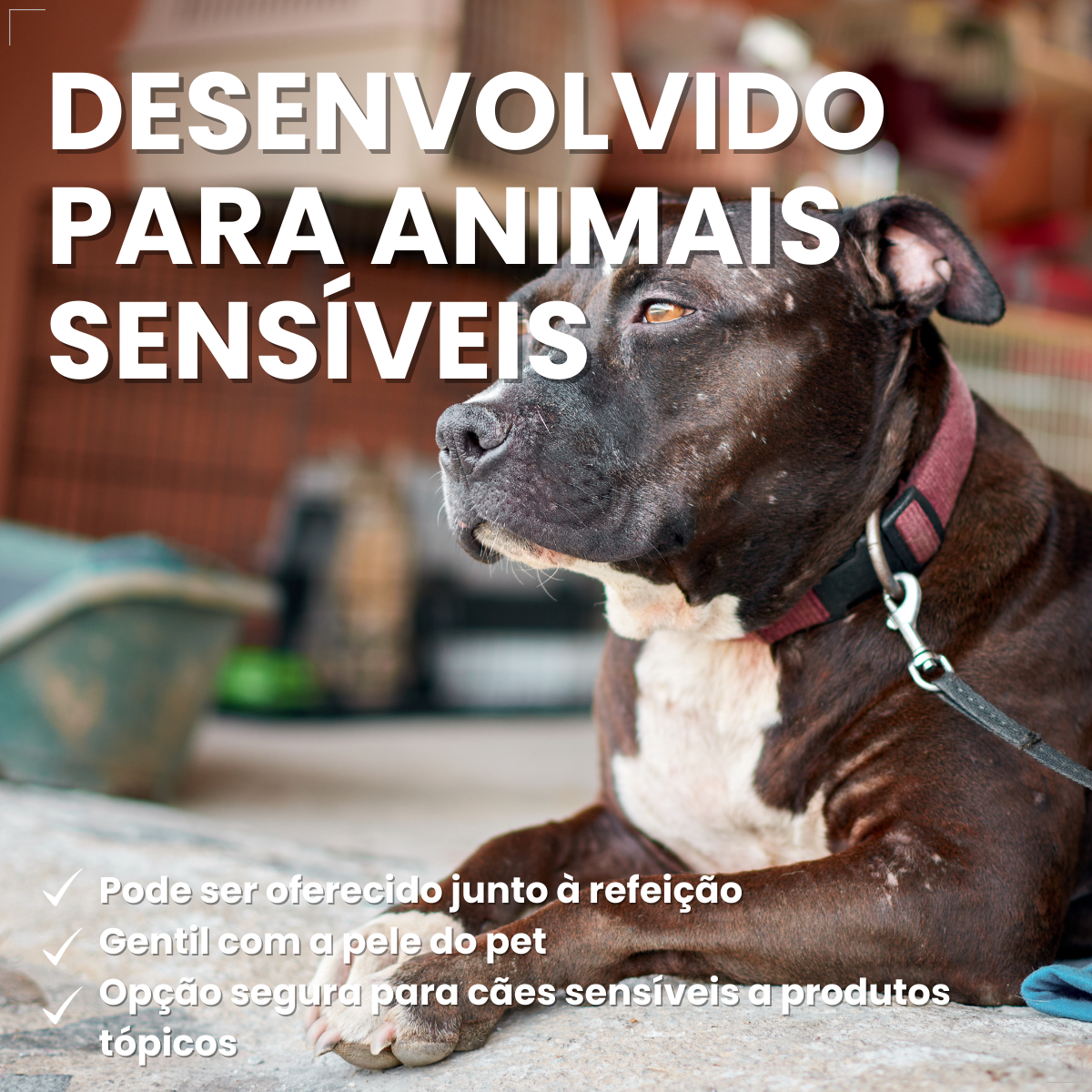 Bravecto Carrapatos Antipulgas Cães De 10 A 20 Kg Msd 500mg