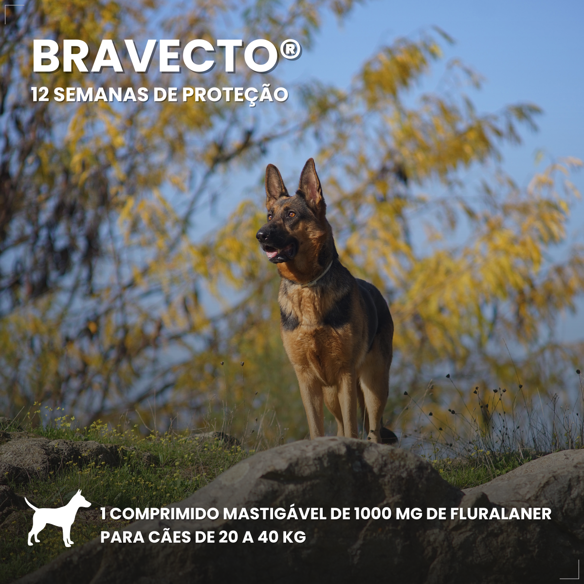Bravecto Carrapatos Antipulgas Cães De 20 A 40 Kg Msd 1000mg