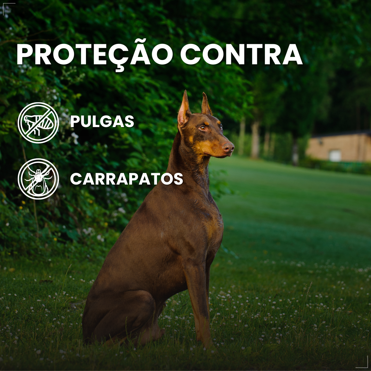 Bravecto Carrapatos Antipulgas Cães De 20 A 40 Kg Msd 1000mg