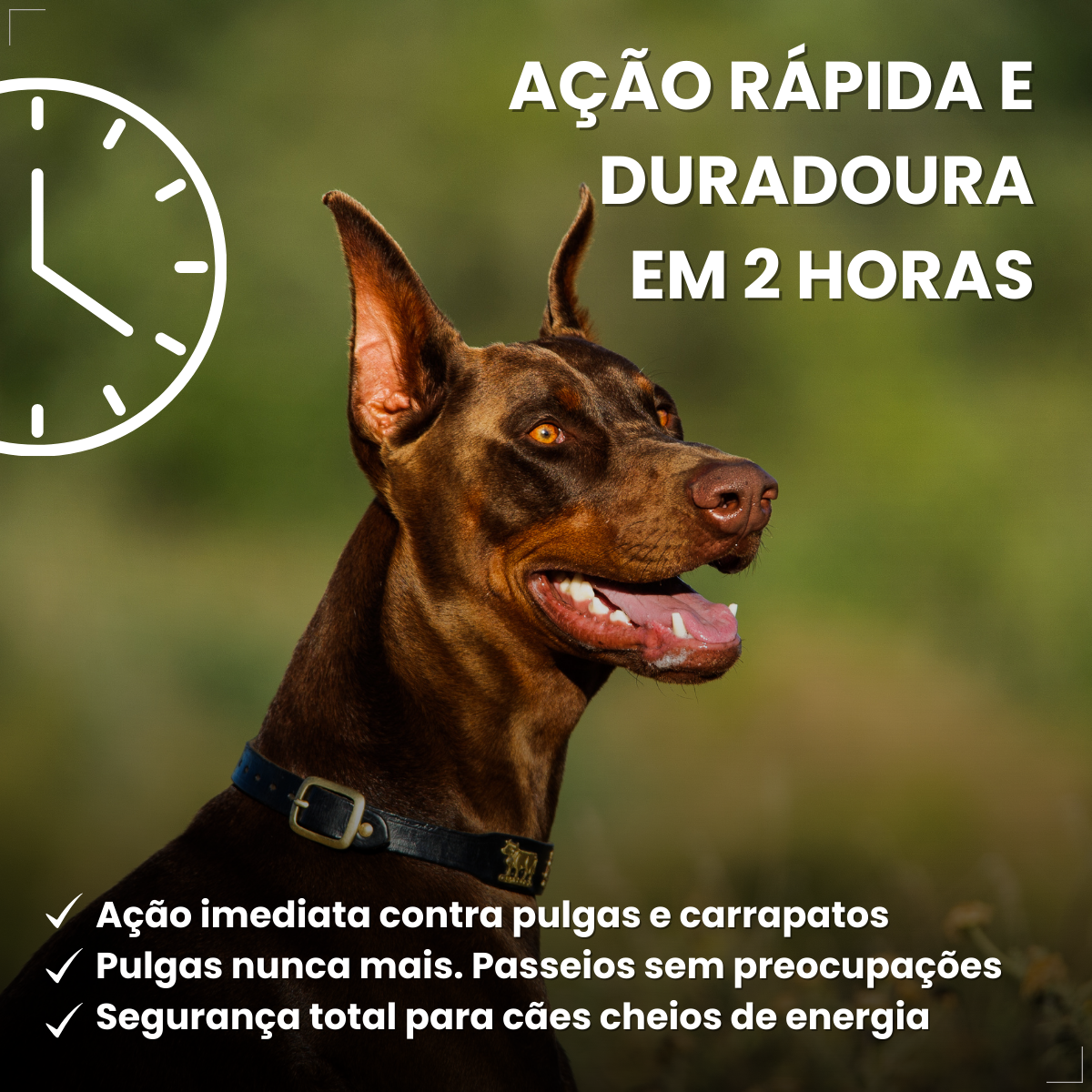 Bravecto Carrapatos Antipulgas Cães De 20 A 40 Kg Msd 1000mg