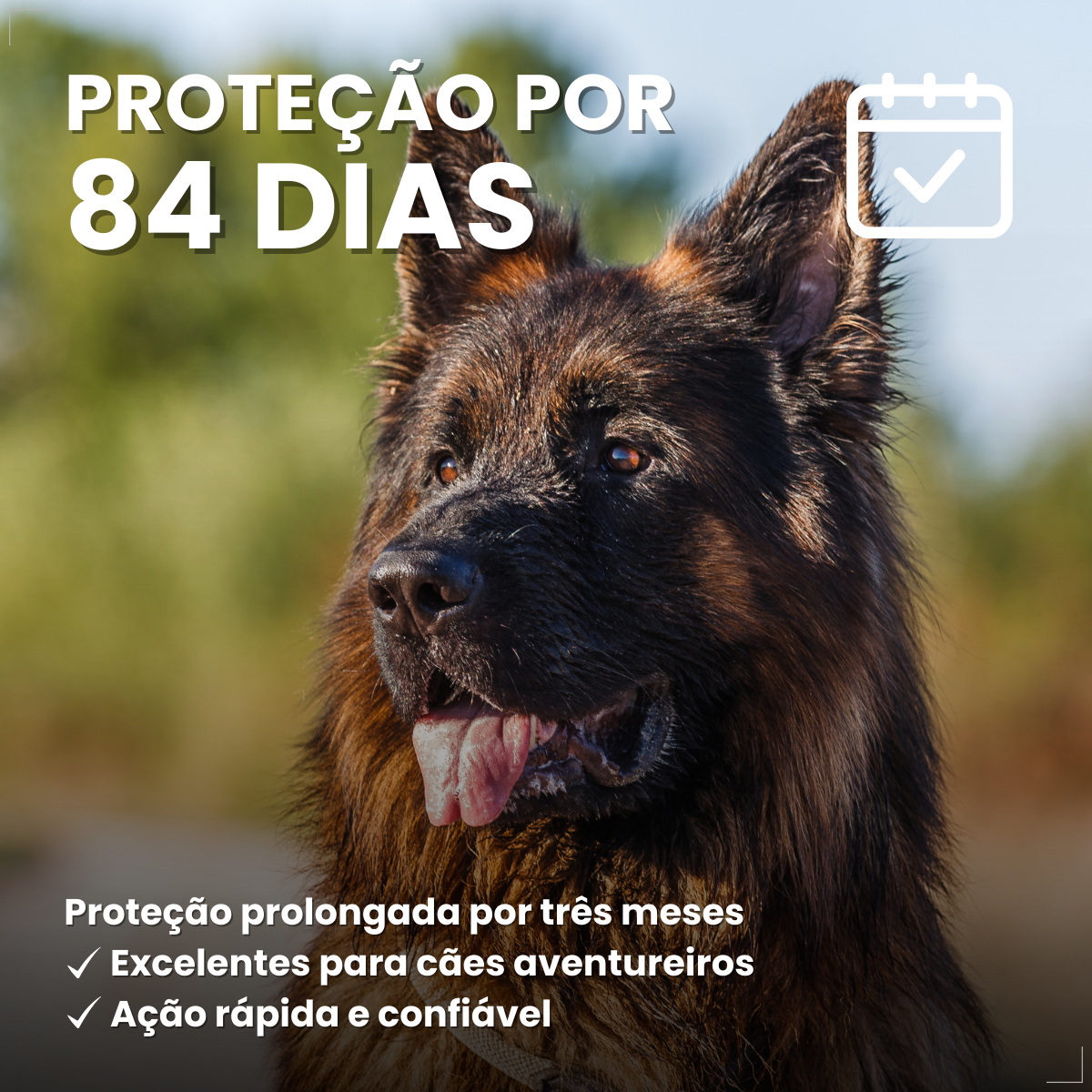 Bravecto Carrapatos Antipulgas Cães De 20 A 40 Kg Msd 1000mg