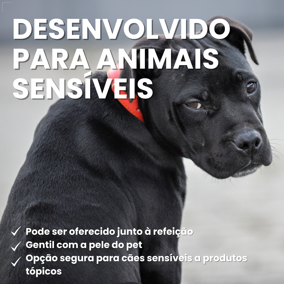 Bravecto Carrapatos Antipulgas Cães De 20 A 40 Kg Msd 1000mg