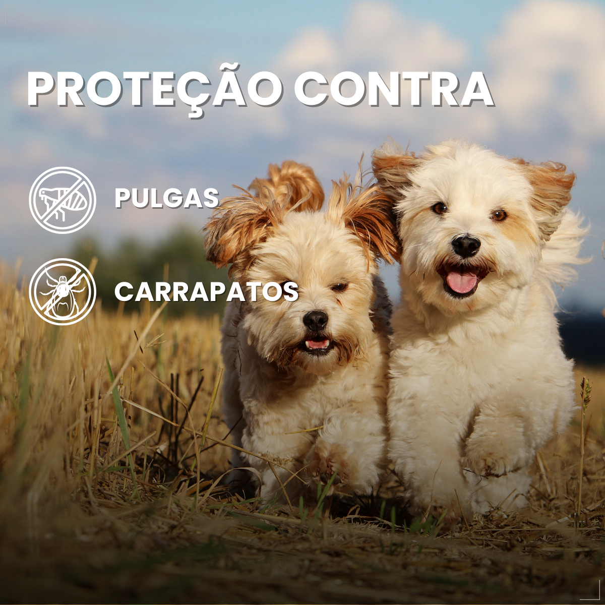 Bravecto Carrapatos Antipulgas Cães De 2,0 A 4,5 Kg Msd 112,5mg