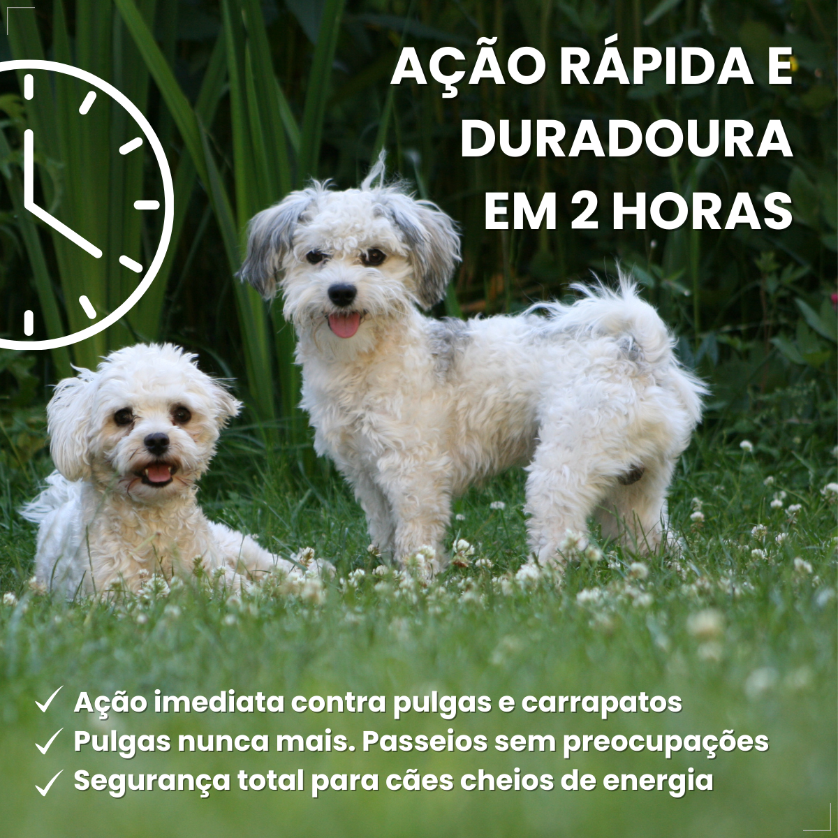 Bravecto Carrapatos Antipulgas Cães De 2,0 A 4,5 Kg Msd 112,5mg