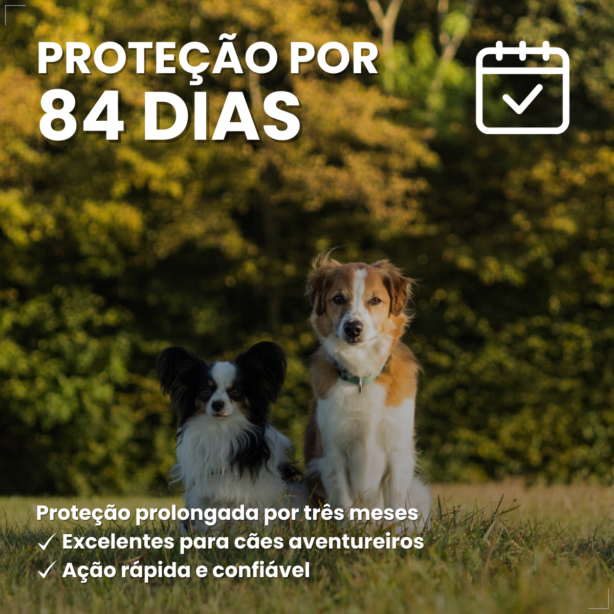 Bravecto Carrapatos Antipulgas Cães De 2,0 A 4,5 Kg Msd 112,5mg