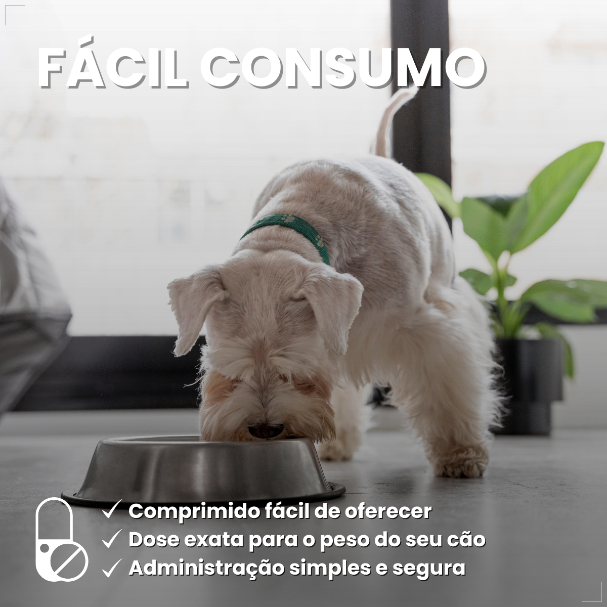 Bravecto Carrapatos Antipulgas Cães De 2,0 A 4,5 Kg Msd 112,5mg