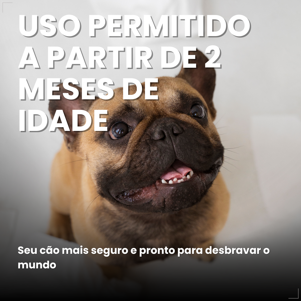 Bravecto Carrapatos Antipulgas Cães De 2,0 A 4,5 Kg Msd 112,5mg