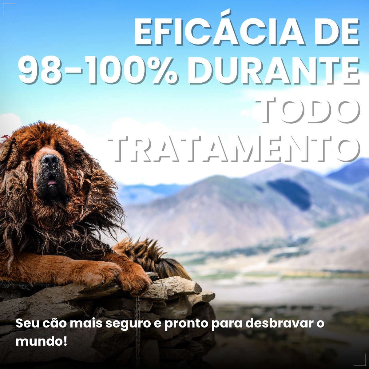 Bravecto Carrapatos Antipulgas Cães De 40 A 56 Kg Msd 1400mg