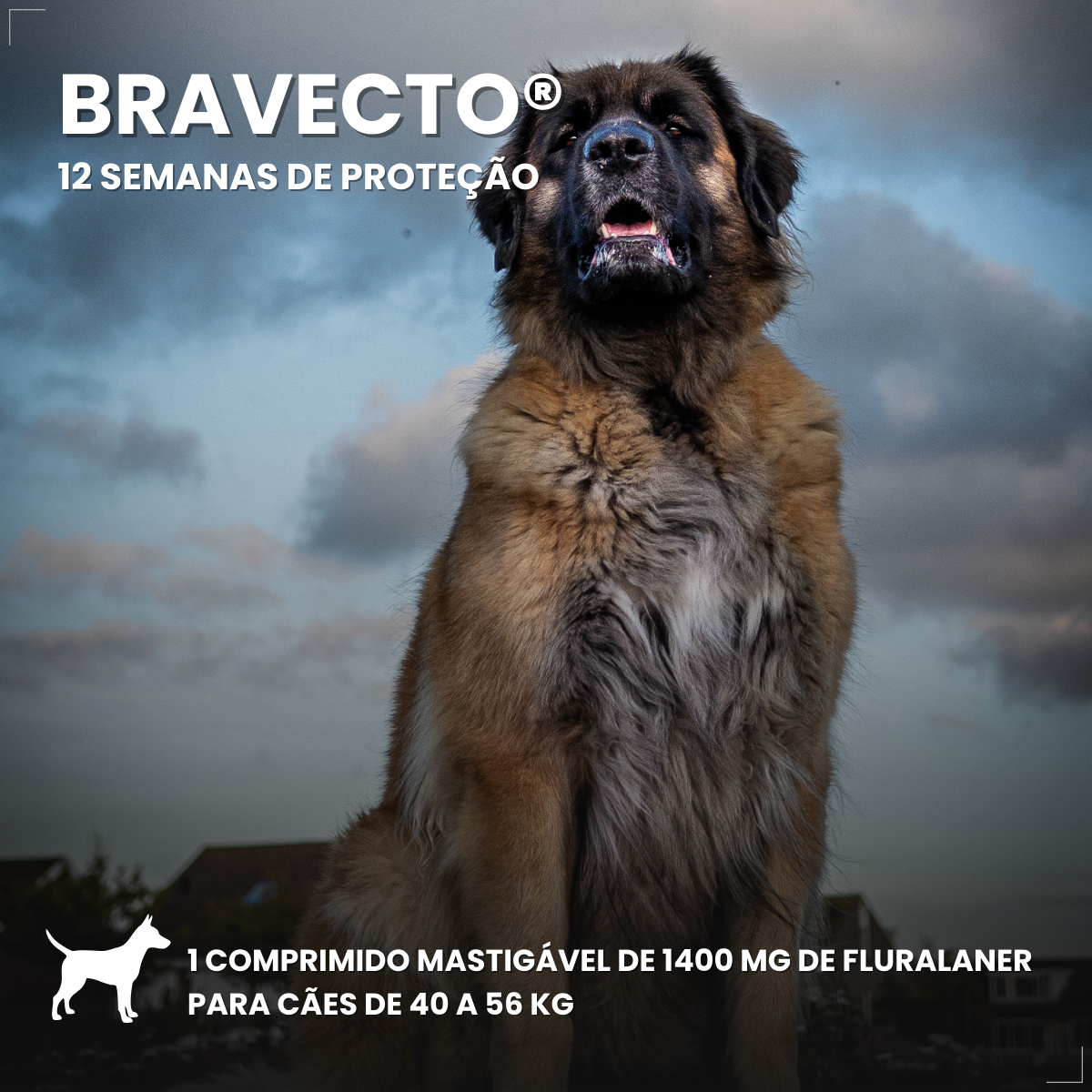 Bravecto Carrapatos Antipulgas Cães De 40 A 56 Kg Msd 1400mg