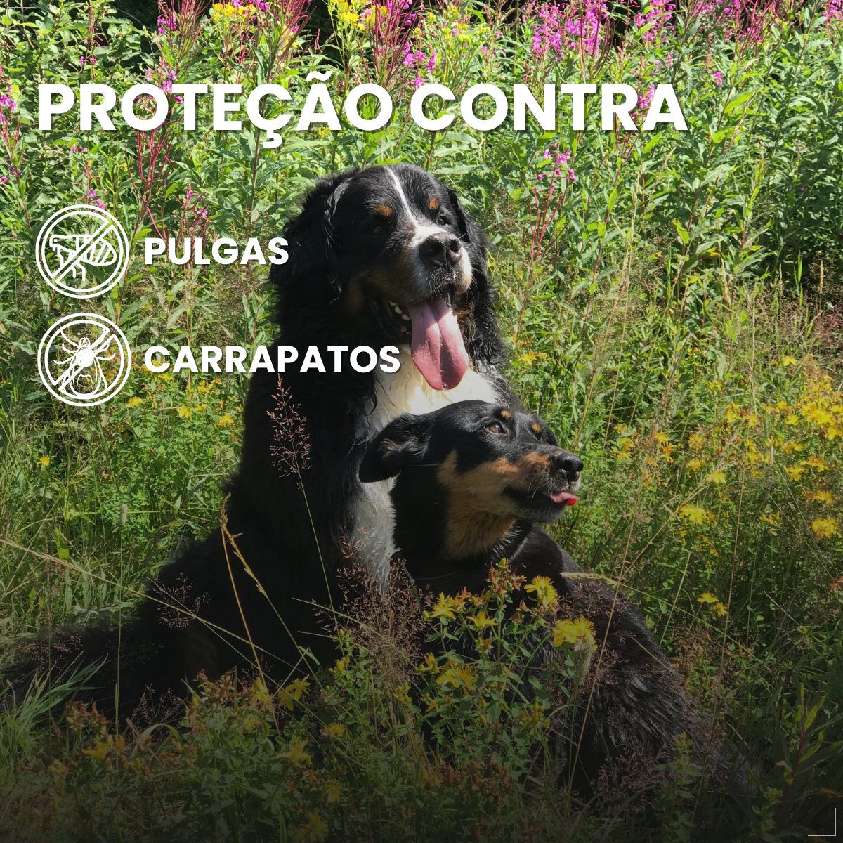 Bravecto Carrapatos Antipulgas Cães De 40 A 56 Kg Msd 1400mg