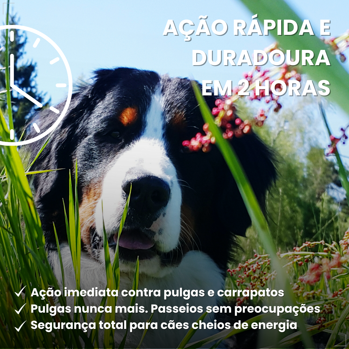 Bravecto Carrapatos Antipulgas Cães De 40 A 56 Kg Msd 1400mg