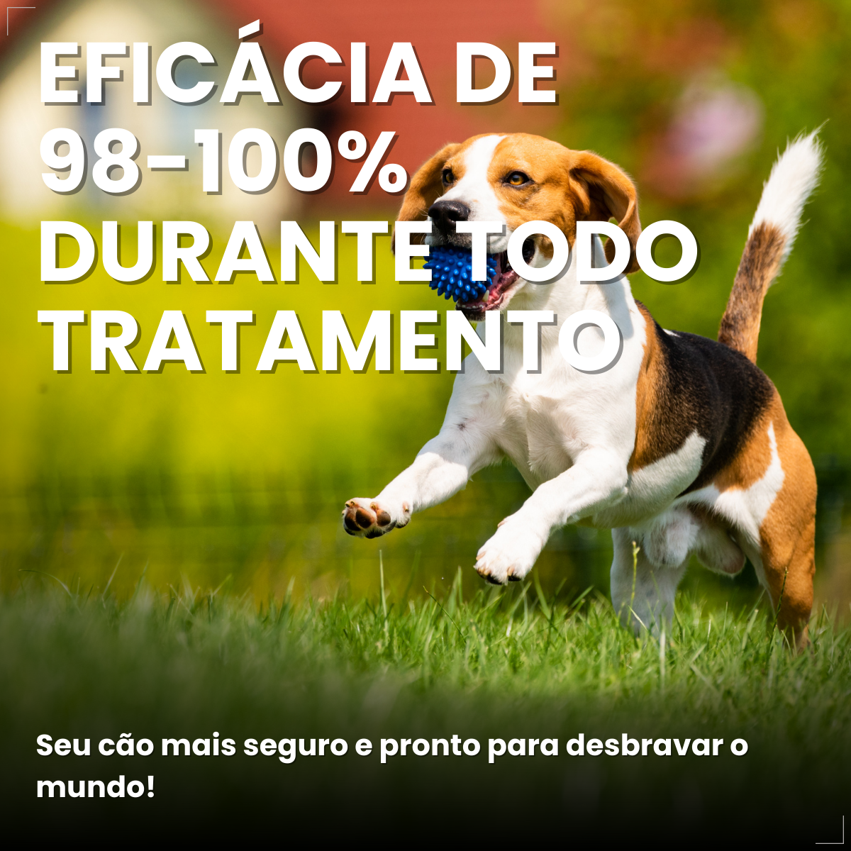 Bravecto Carrapatos Antipulgas Cães De 4,5 A 10 Kg Msd 250mg